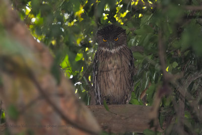 Brown Fishing owl - Ketupa zeylonensis