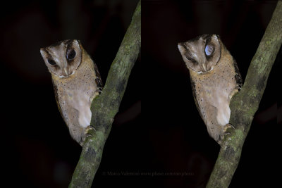 Sri Lanka Bay Owl - Phodilus assimilis
