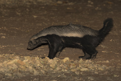 Honey Badger - Mellivora capensis