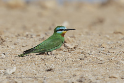 Blue-cheecked Bee-eater - Merops persicus