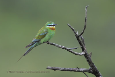 Blue-cheecked Bee-eater - Merops persicus