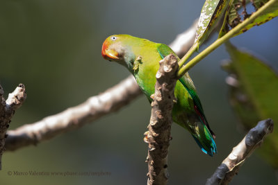 Sri Lanka Hanging parrot - Loriculus beryllinus