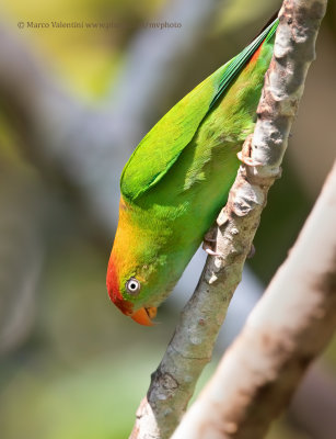 Sri Lanka Hanging parrot - Loriculus beryllinus