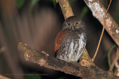 Chestnut-backed Owlet - Glaucidium castanotum