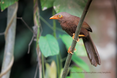 Orange-billed Babbler - Turdoides rufescens