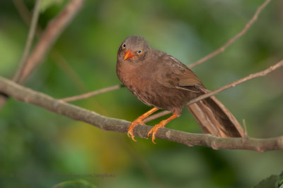 Orange-billed Babbler - Turdoides rufescens