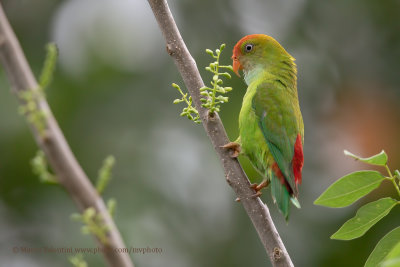 Sri Lanka Hanging parrot - Loriculus beryllinus