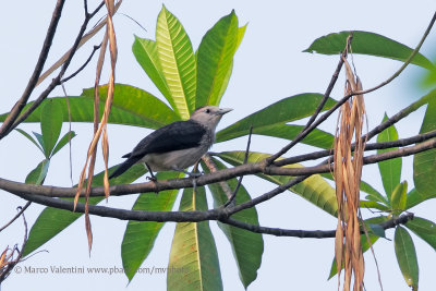 White-faced starling - Sturnus senex