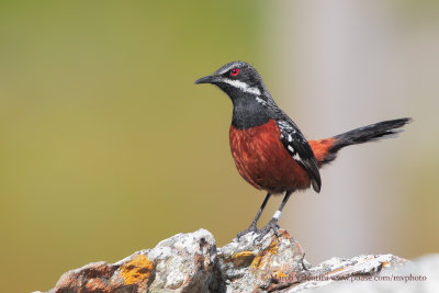 Cape Rockjumper - Chaetopius frenatus