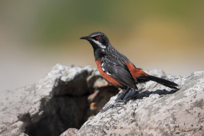Cape Rockjumper - Chaetopius frenatus
