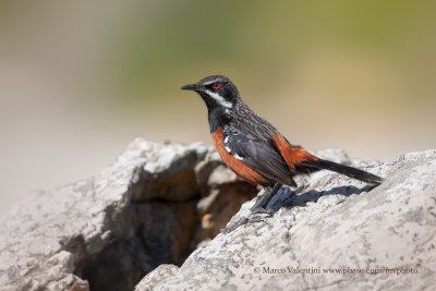 Cape Rockjumper - Chaetopius frenatus