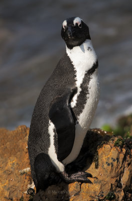 Cape Penguin - Spheniscus demersus