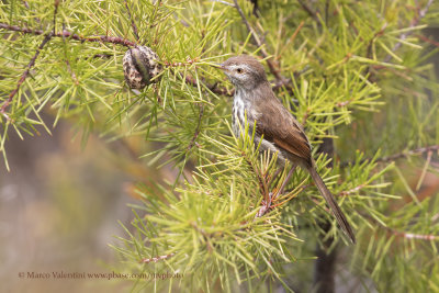 Karoo prinia - Prinia maculosa