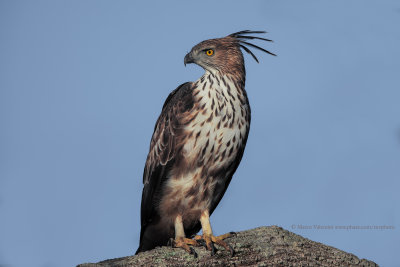 Changeable Hawk-eagle - Spizaetus cirrhatus