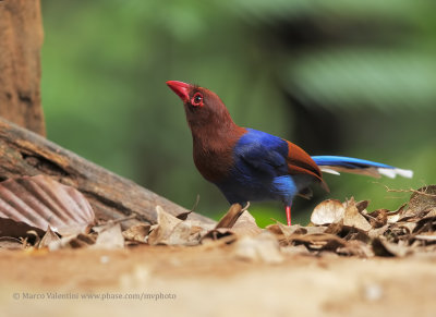 Sri Lanka Blue Magpie - Urocissa ornata