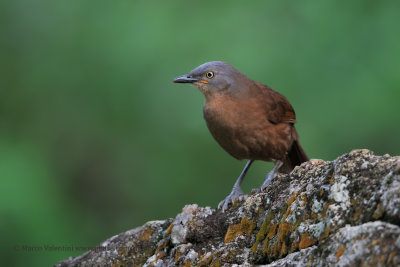 Grey-headed laughingthrush - Garrulax cinereifrons