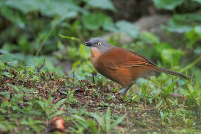 Grey-headed laughingthrush - Garrulax cinereifrons