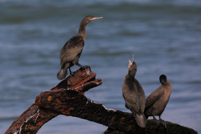 Cape Cormorant - Phalacrocorax capensis