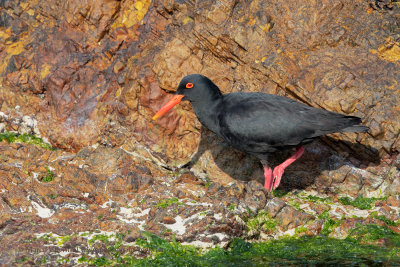 African Black Oystercatcher - Haematopus moquini