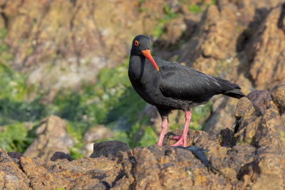 African Black Oystercatcher - Haematopus moquini