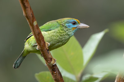 Yellow-fronted barbet - Psilopogon flavifrons