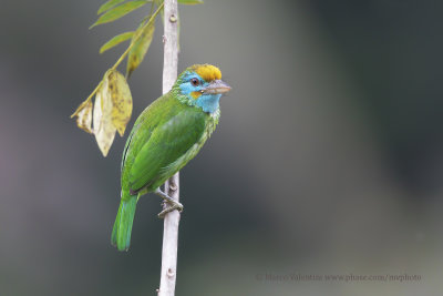 Yellow-fronted barbet - Psilopogon flavifrons