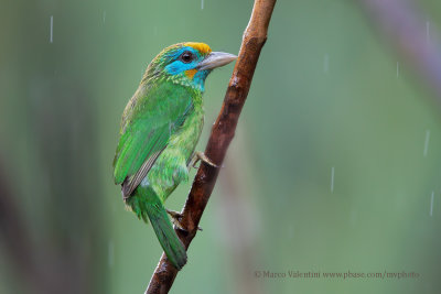 Yellow-fronted barbet - Psilopogon flavifrons