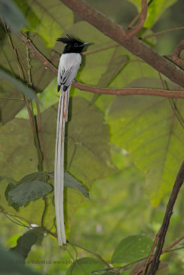 Asian Paradise Flycatcher - Terpsiphone paradisi