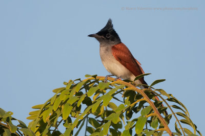 Asian Paradise Flycatcher - Terpsiphone paradisi