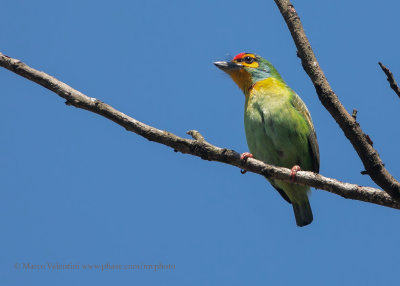Sri Lanka Barbet - Psilopogon rubricapillus