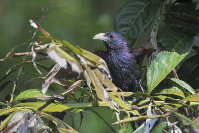 Green Coucal - Centropus chlororhynchos