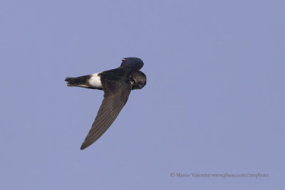 Little Swift - Apus affinis