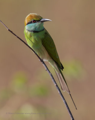 Green Bee-eater - Merops orientalis