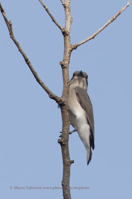 Sri Lanka Woodshrike - Tephrodornis affinis