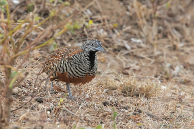 Barred Buttonquail - Turnix suscitator