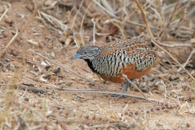 Barred Buttonquail - Turnix suscitator