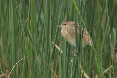 Yellow Bittern - Ixobrychus sinensis