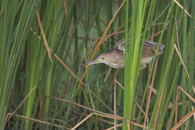 Yellow bittern - Ixobrychus sinensis