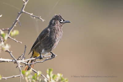 Cape Bulbul - Pycnonotus capensis