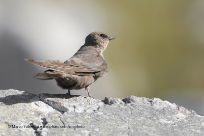 Rock Martin - Ptyonoprogne fuligula