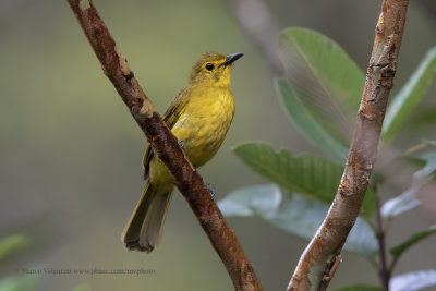 Yellow-browed Bulbul - Iole indica