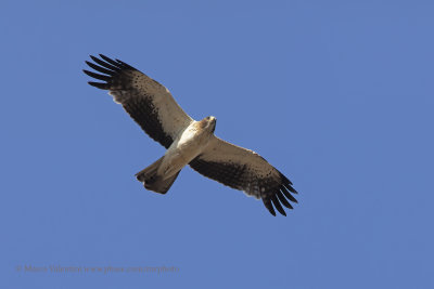 Booted eagle - Aquila pennata