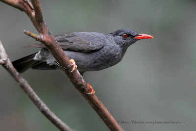 Square-tailed Bulbul - Hypsipetes ganeesa