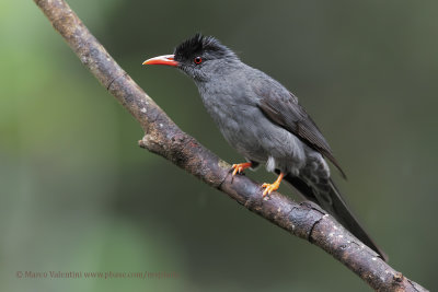 Square-tailed Bulbul - Hypsipetes ganeesa