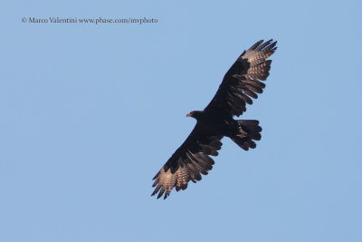 Verreaux's Eagle - Aquila verreauxi