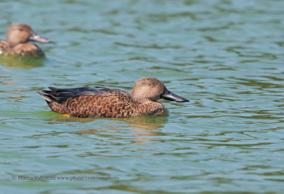 Cape shoveler - Spatula smithii