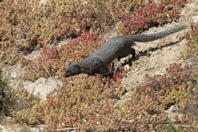 Cape grey Mongoose - Galerella pulverulenta