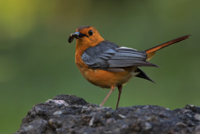 Red-capped Robin-chat - Cossipha natalensis