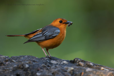 Red-capped Robin-chat - Cossipha natalensis
