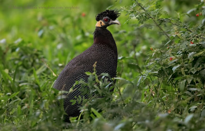 Crested Guineafowl - Guttera pucherani